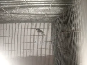 Bengali Finch