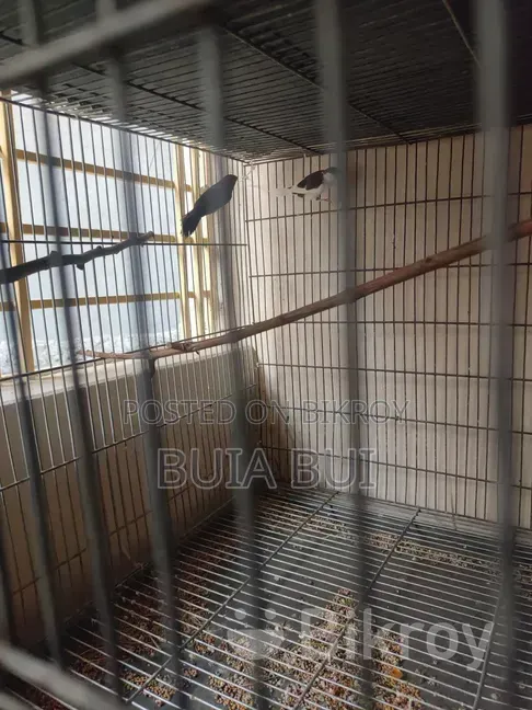 Bengali Finch