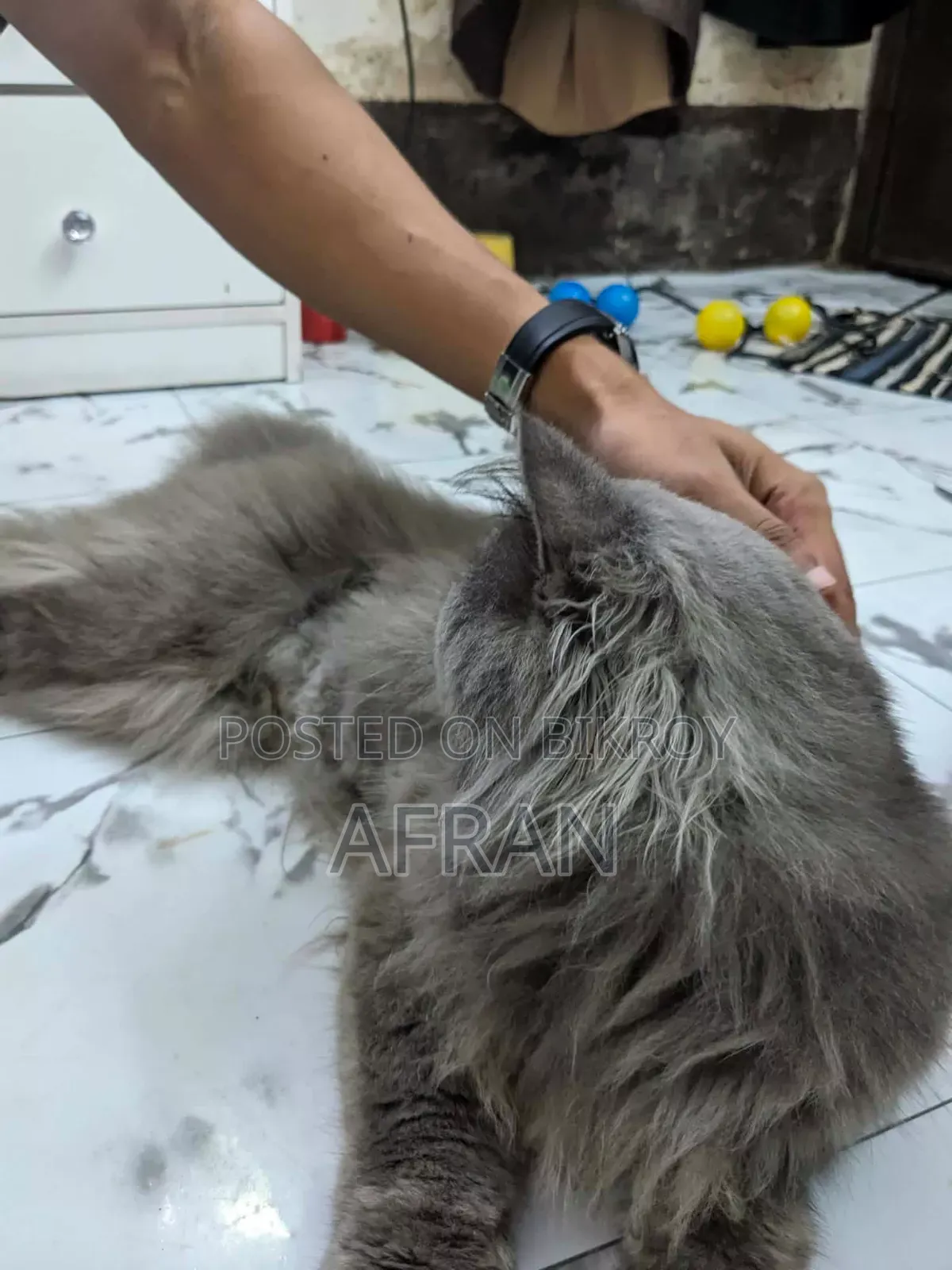 1+ Year Male Purebred Persian