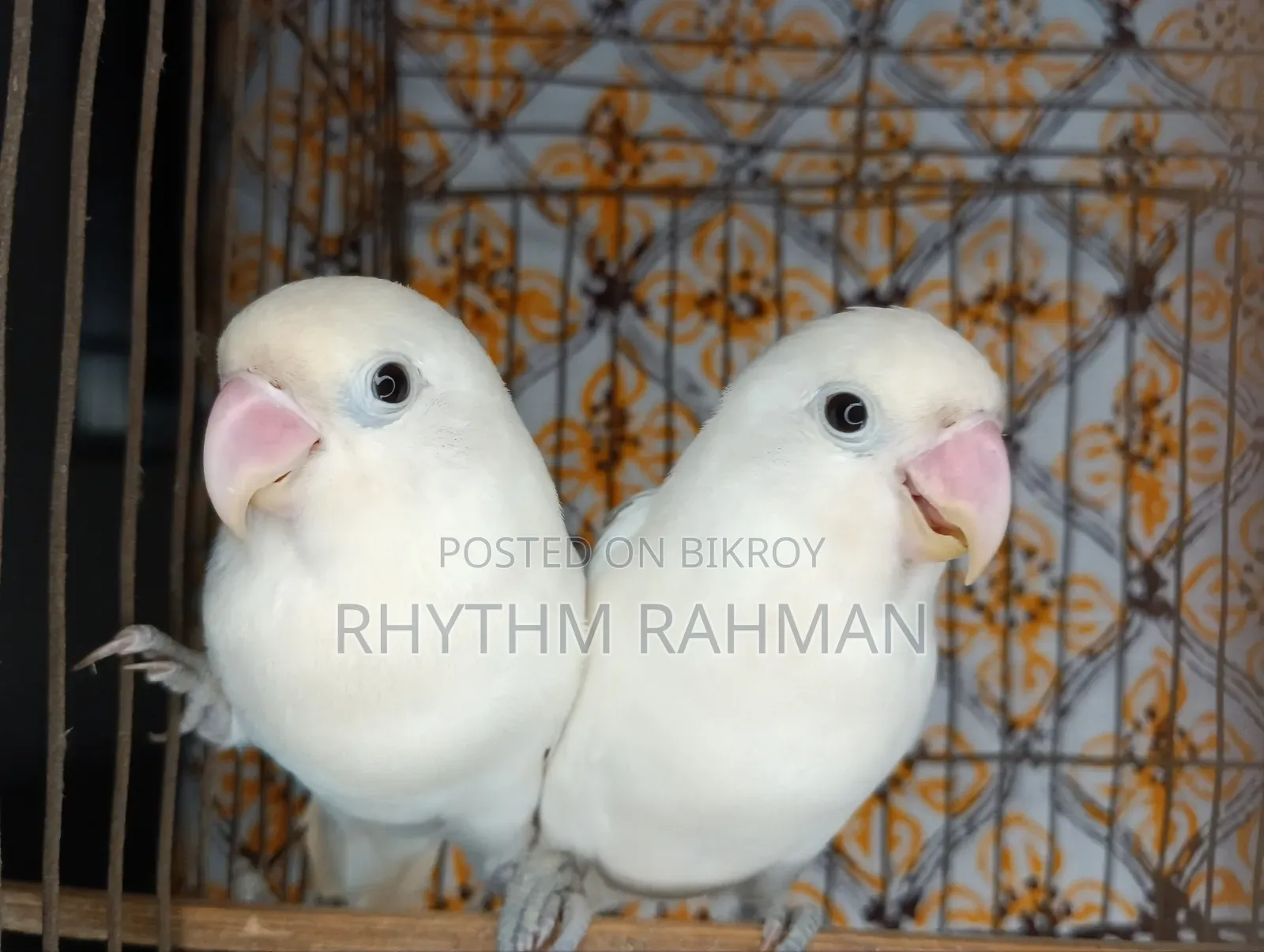 Love Bird Albino Fischer