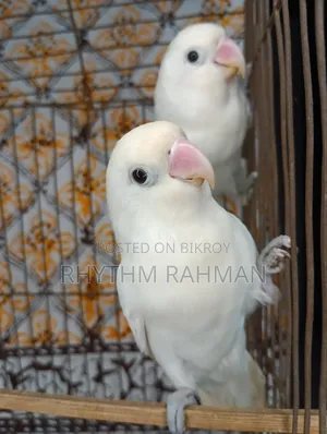 Love Bird Albino Fischer