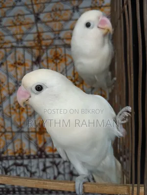 Love Bird Albino Fischer