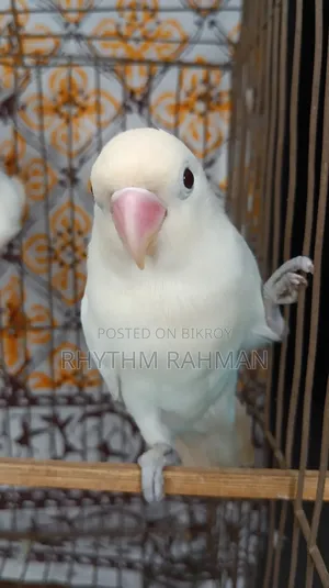 Love Bird Albino Fischer