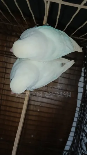 Love Bird Albino Fischer