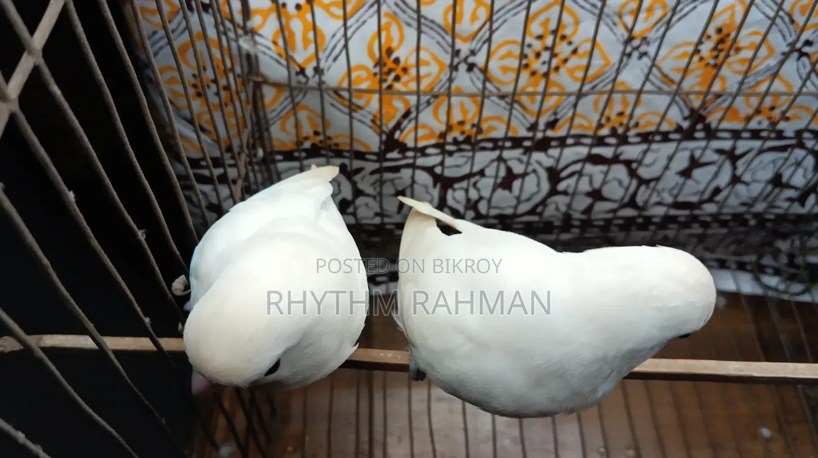 Love Bird Albino Fischer