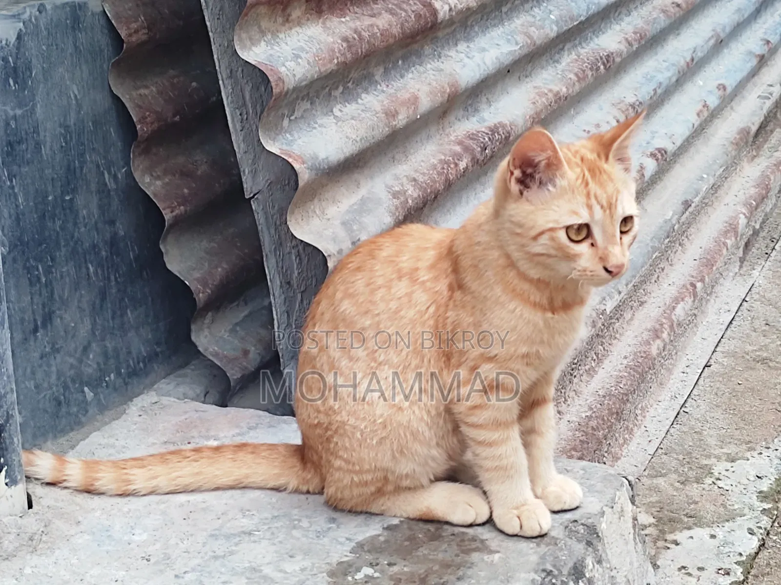 ৩-৬ মাসের পুরুষ মিক্সড ব্রিড বেঙ্গল