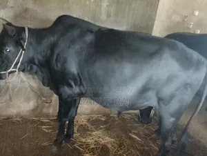 Cow for Qurbani for sale.