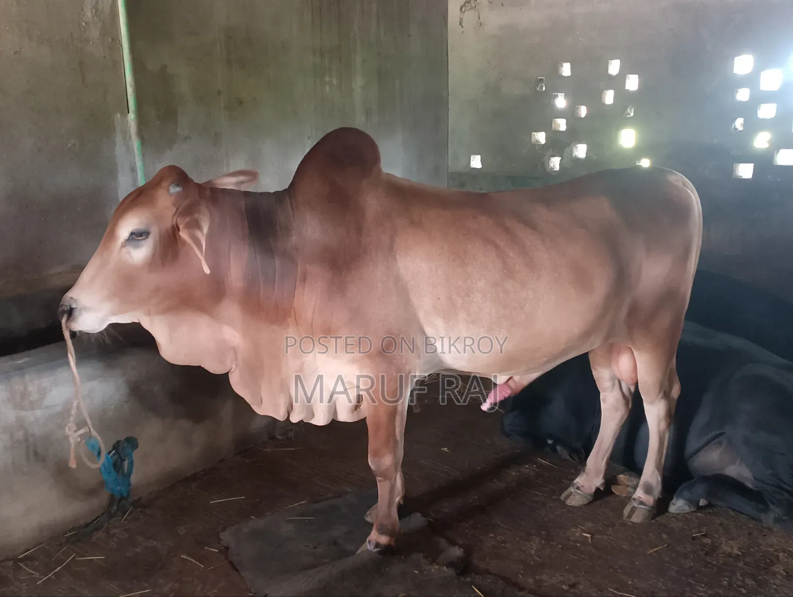 Cow for Qurbani for sale.