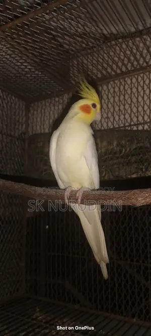 Kokatel Bird. Available for exchange. College Gate, Tongi, Gazipur.