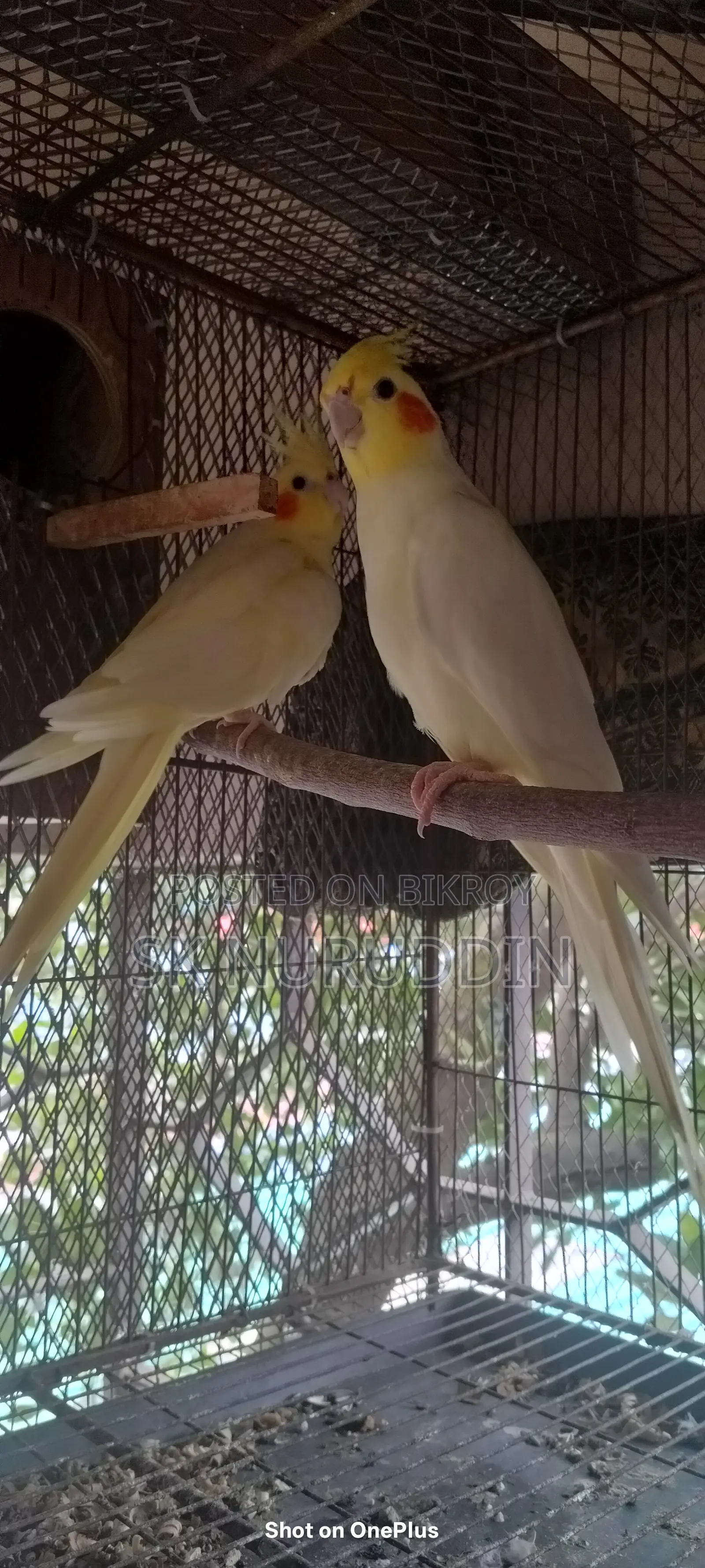 Kokatel Bird. Available for exchange. College Gate, Tongi, Gazipur.