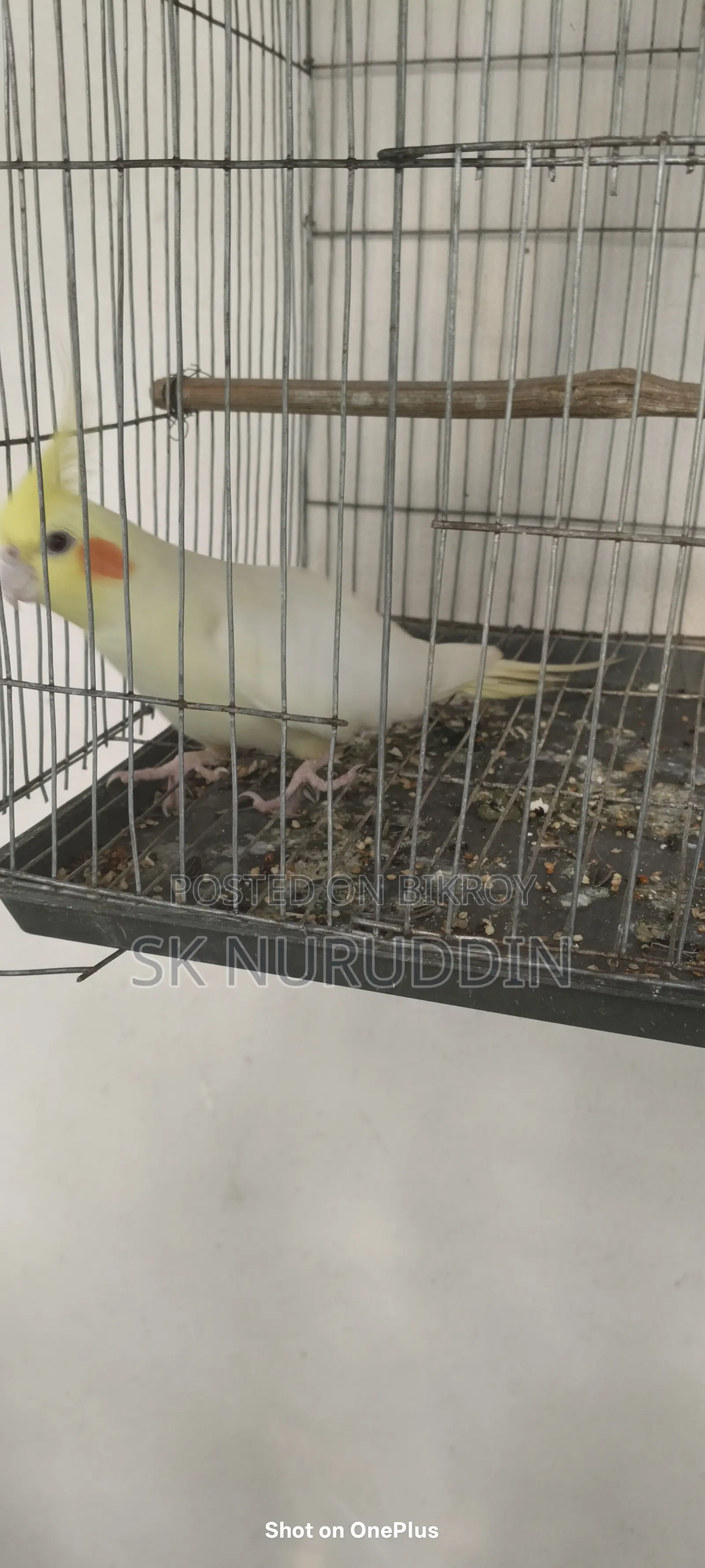 Kokatel Bird. Available for exchange. College Gate, Tongi, Gazipur.