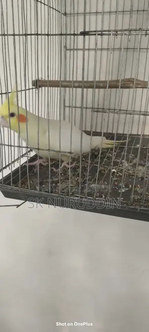 Kokatel Bird. Available for exchange. College Gate, Tongi, Gazipur.