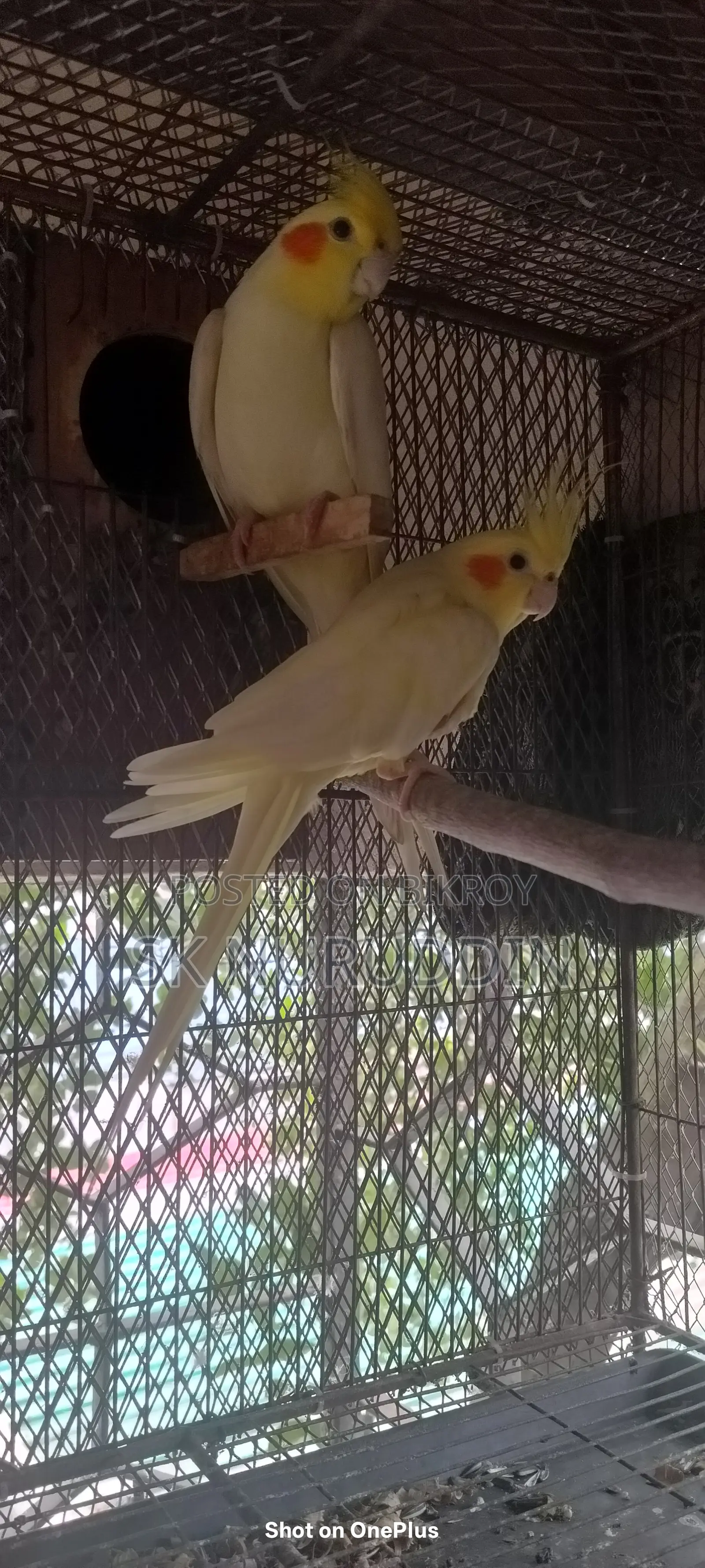 Kokatel Bird. Available for exchange. College Gate, Tongi, Gazipur.