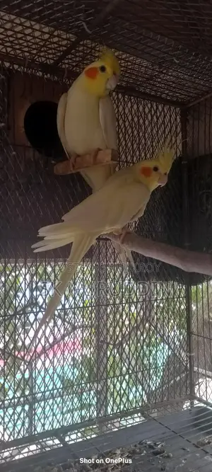 Kokatel Bird. Available for exchange. College Gate, Tongi, Gazipur.