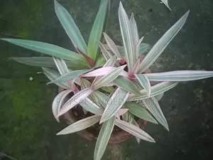 পট সহ গোলাপি রিও