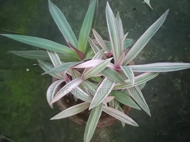 Pink Rio with pot