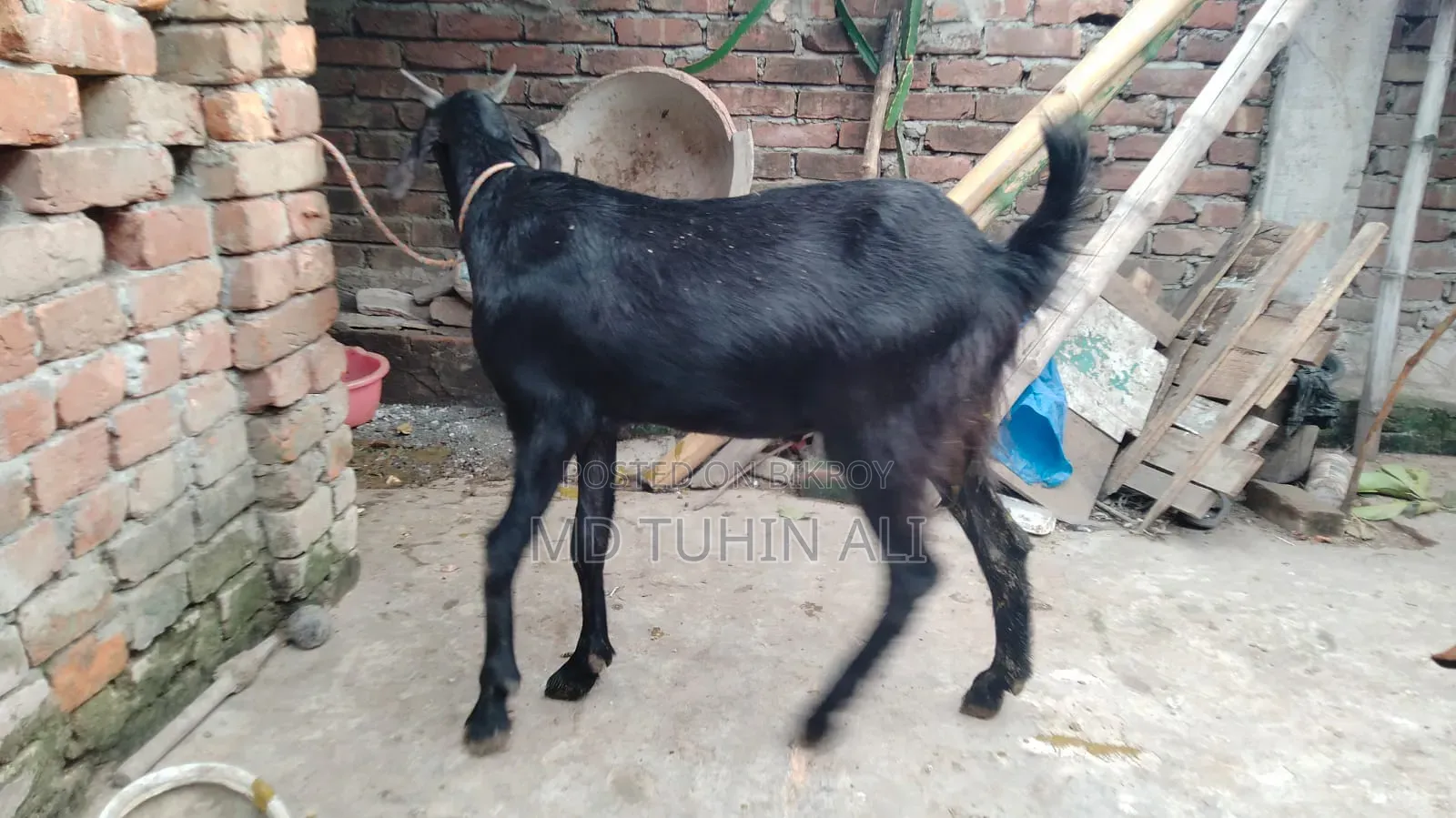 Large Goat for Sale, Estimated Weight 35 to 45 kg
