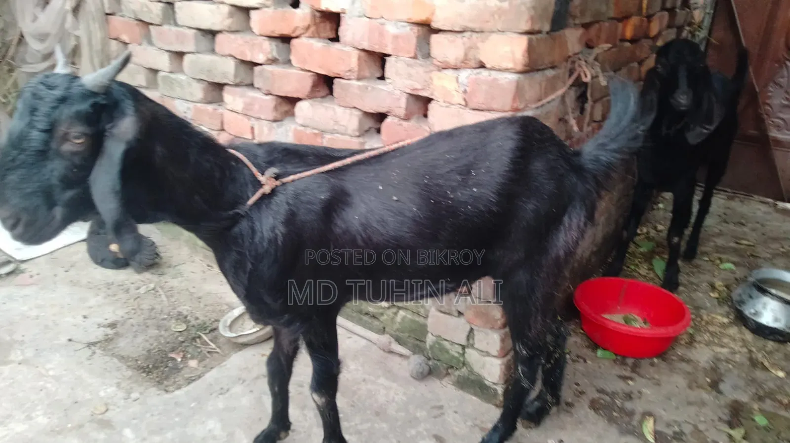 Large Goat for Sale, Estimated Weight 35 to 45 kg