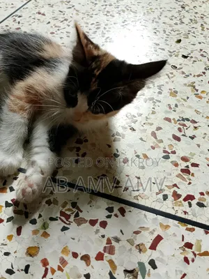1-3 Months Female Mixed Breed Persian