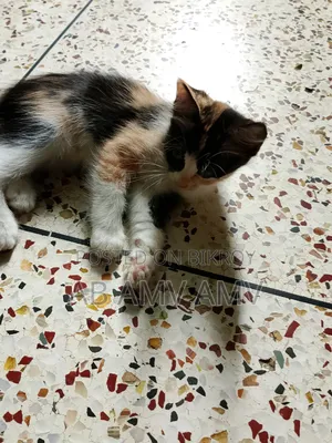 1-3 Months Female Mixed Breed Persian