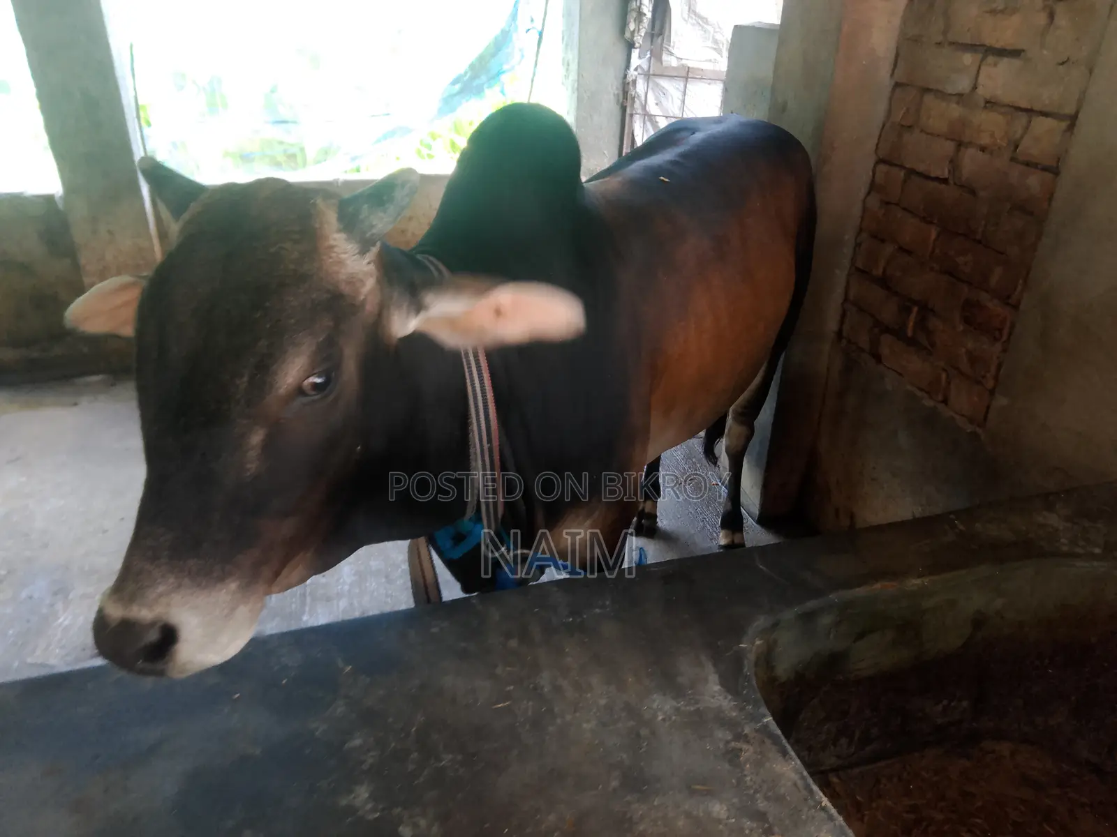 কোরবানি উপলক্ষে দুইটি দেশি এড়ে গরু বিক্রয় করা