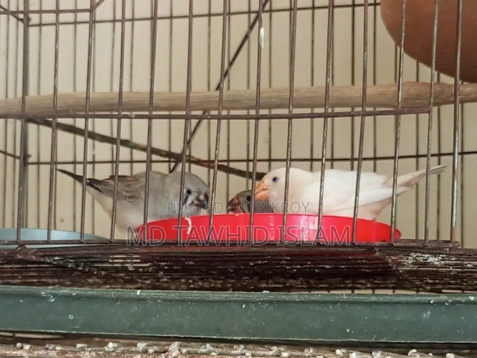 High-Quality Zebra Finch Birds