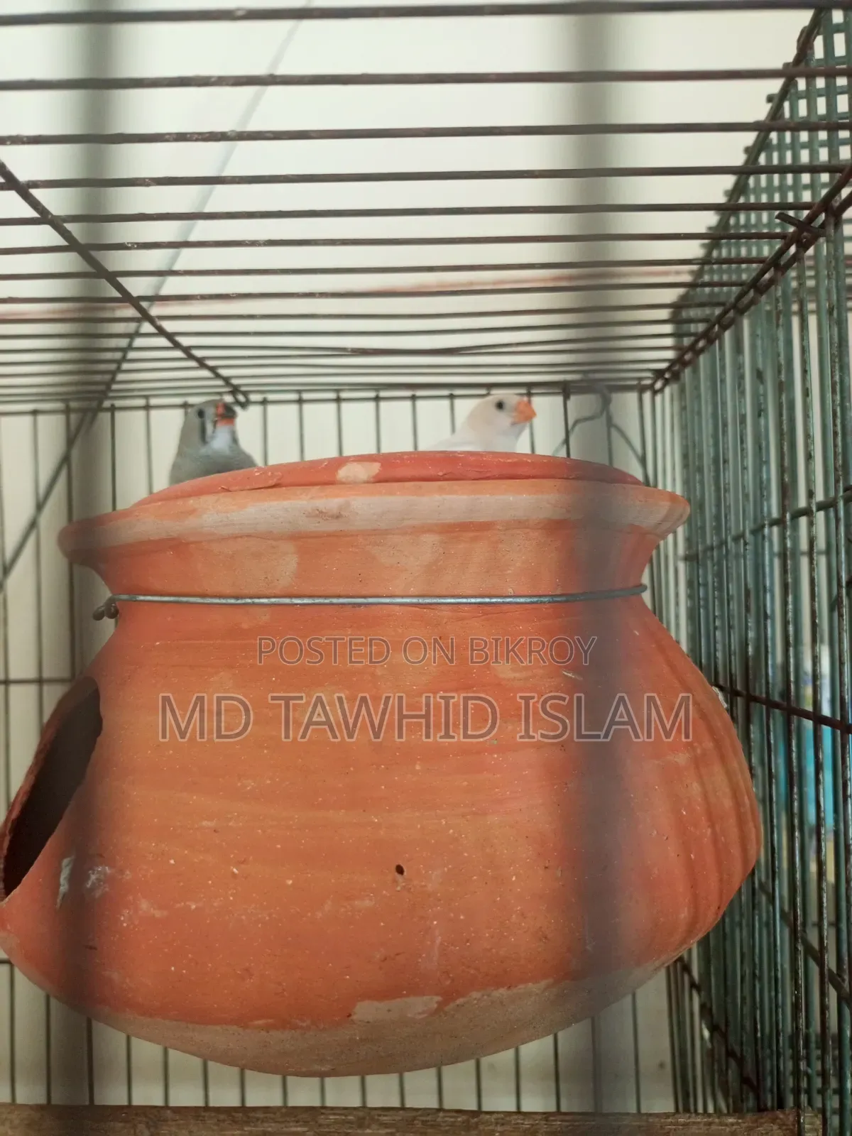 High-Quality Zebra Finch Birds