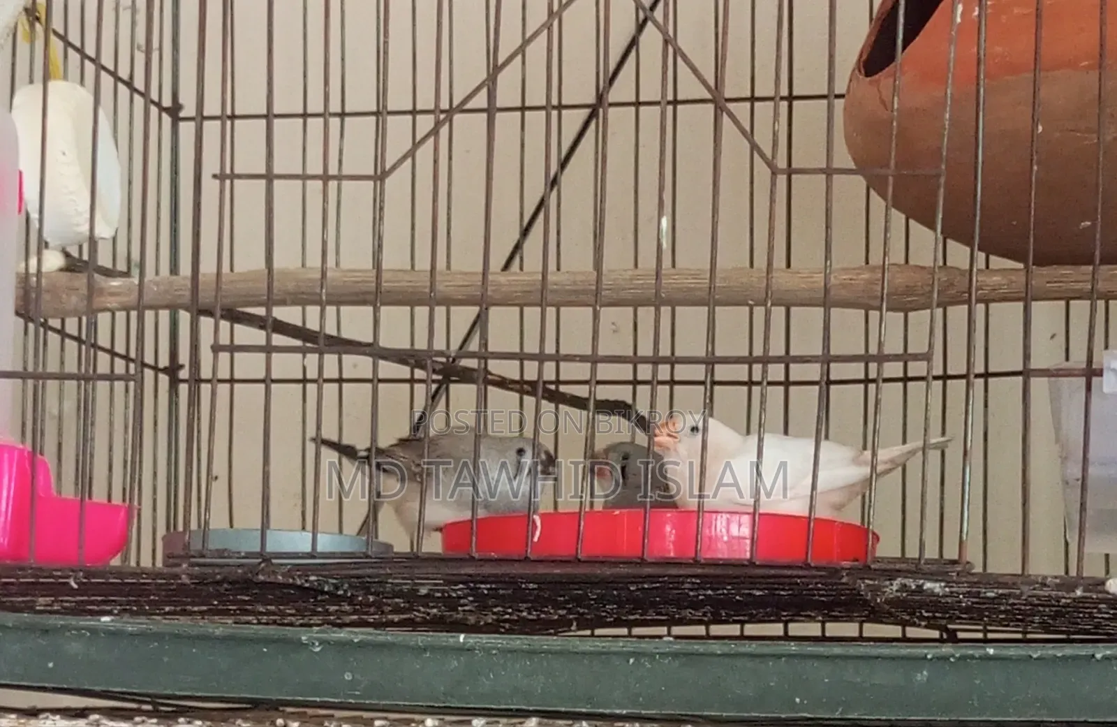 High-Quality Zebra Finch Birds