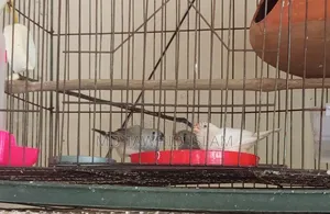 High-Quality Zebra Finch Birds