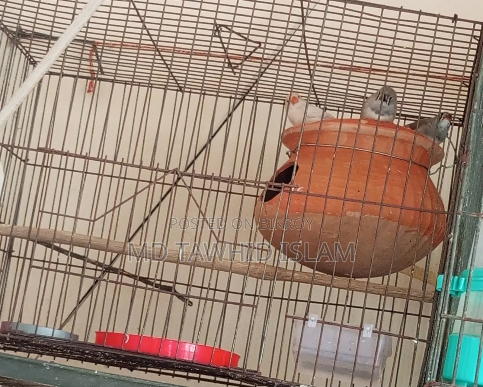 High-Quality Zebra Finch Birds