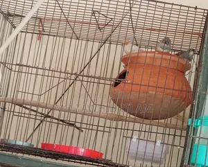 High-Quality Zebra Finch Birds