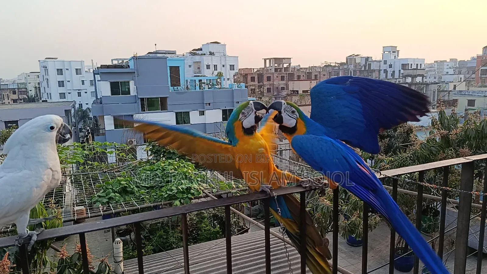 Macaw bird for sale.