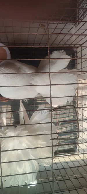 Pair of Lakha Pigeons for Sale.