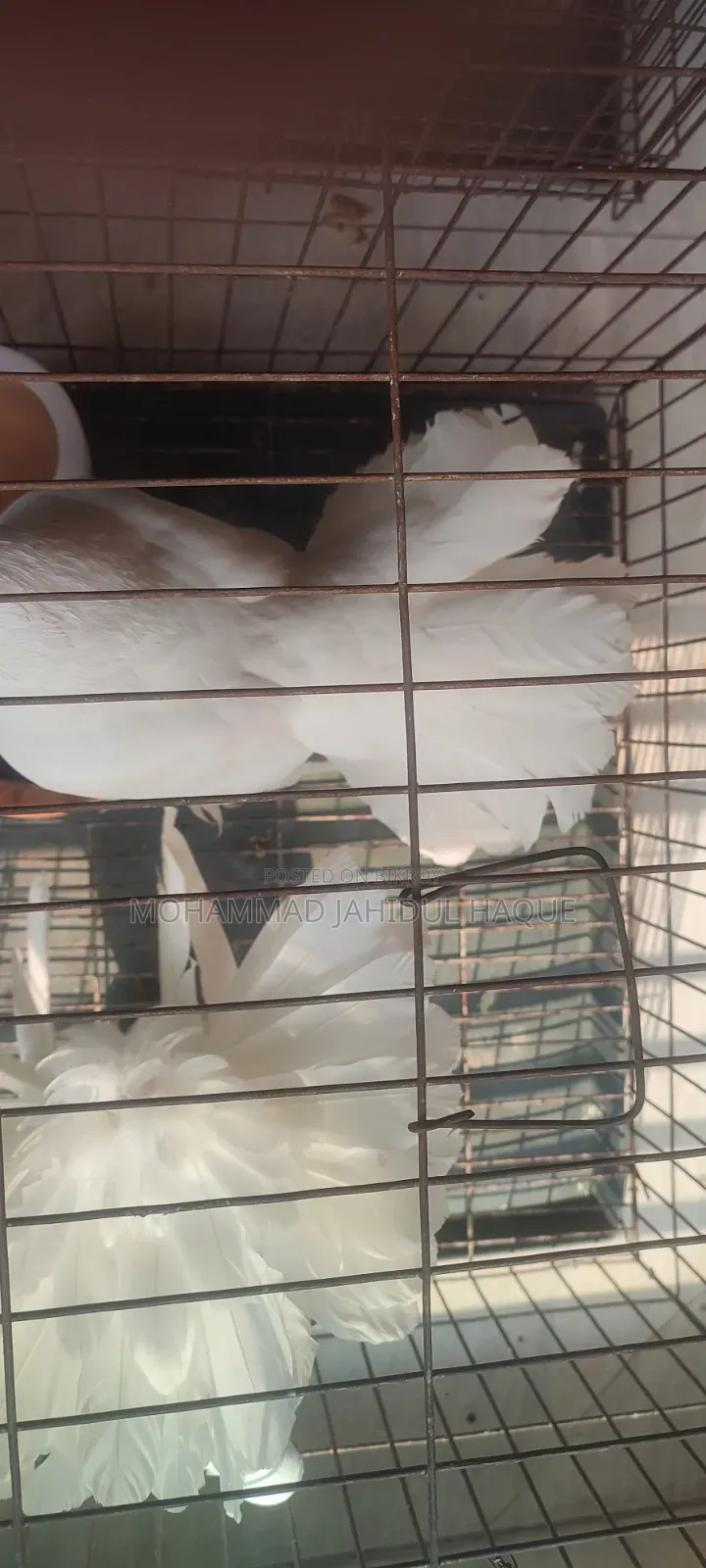 Pair of Lakha Pigeons for Sale.