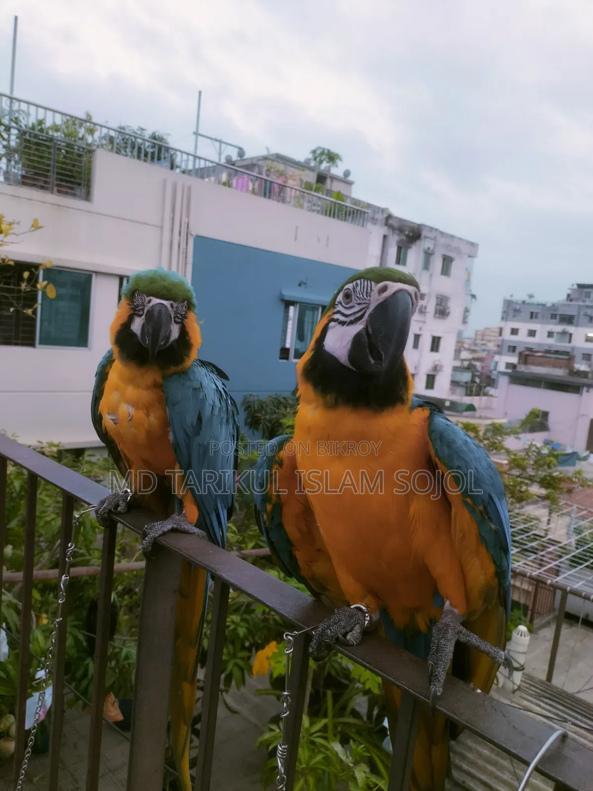 Macaw bird for sale.