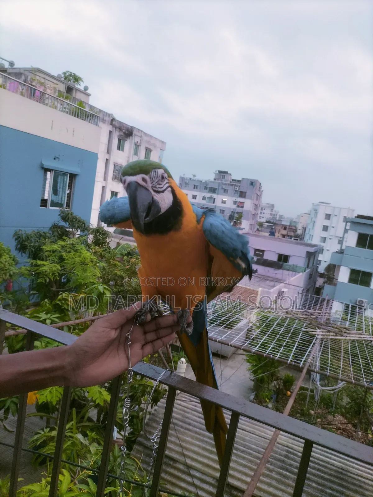 Macaw bird for sale.