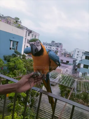 Macaw bird for sale.