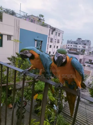 Macaw bird for sale.