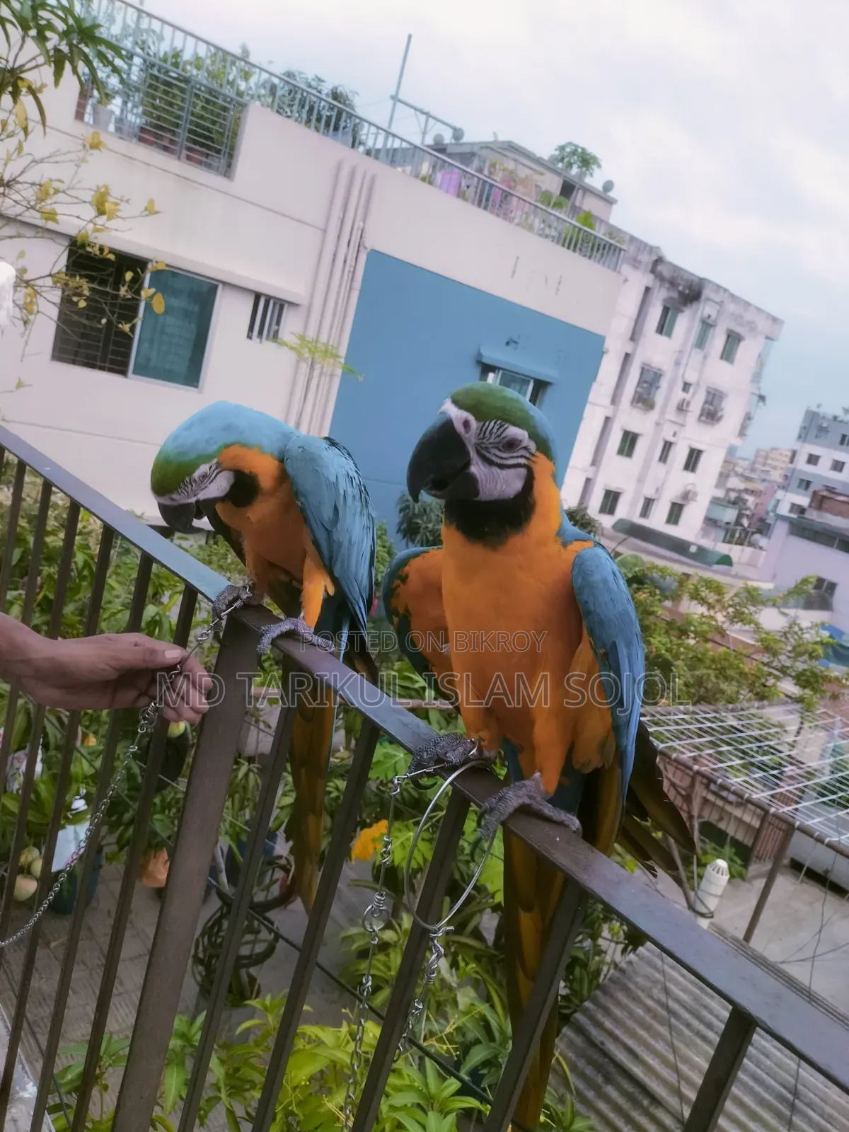 Macaw bird for sale.