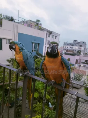 Macaw bird for sale.