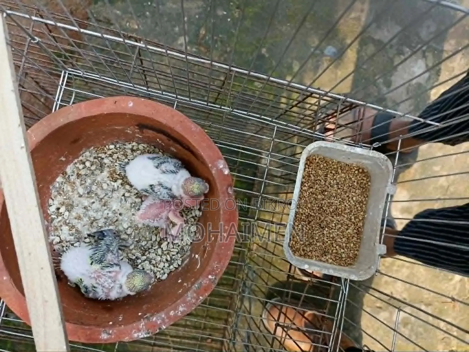 Budgerigar Pair Full Setup