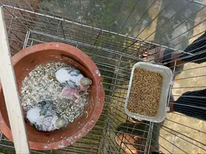 Budgerigar Pair Full Setup