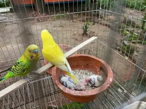 Budgerigar Pair Full Setup
