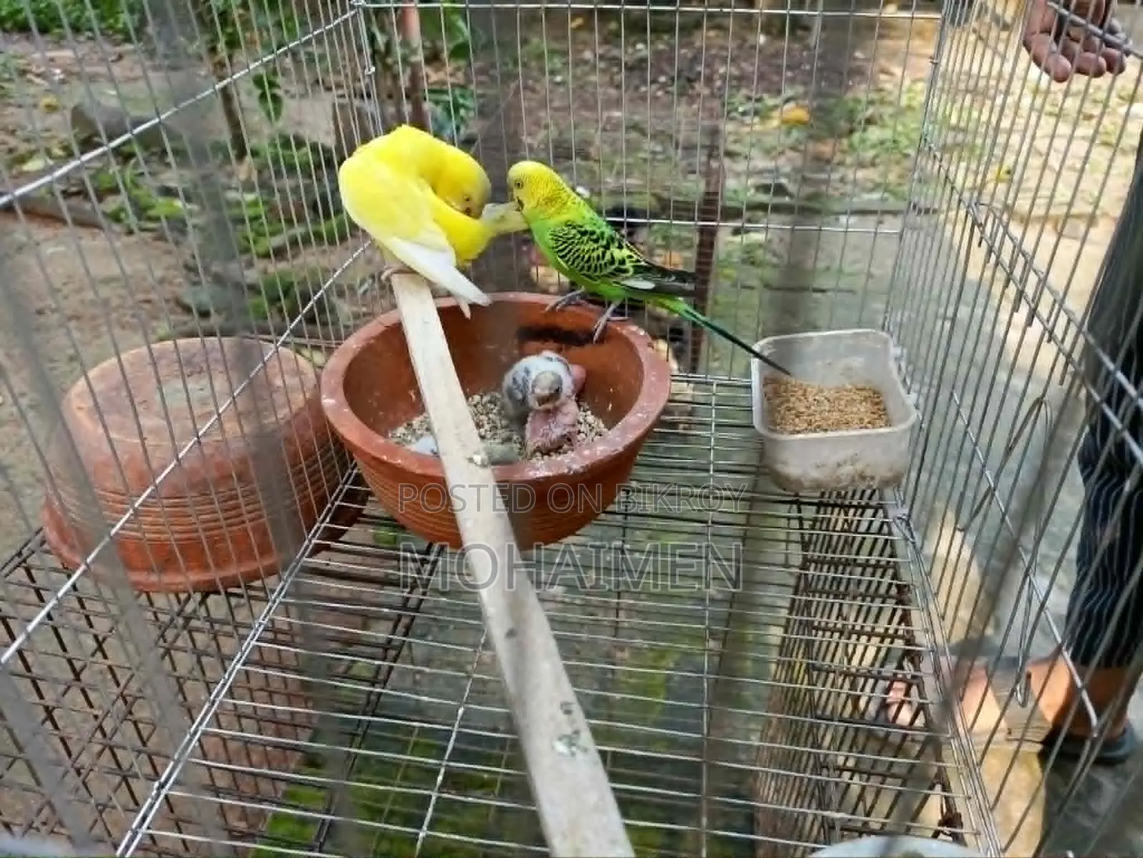 Budgerigar Pair Full Setup