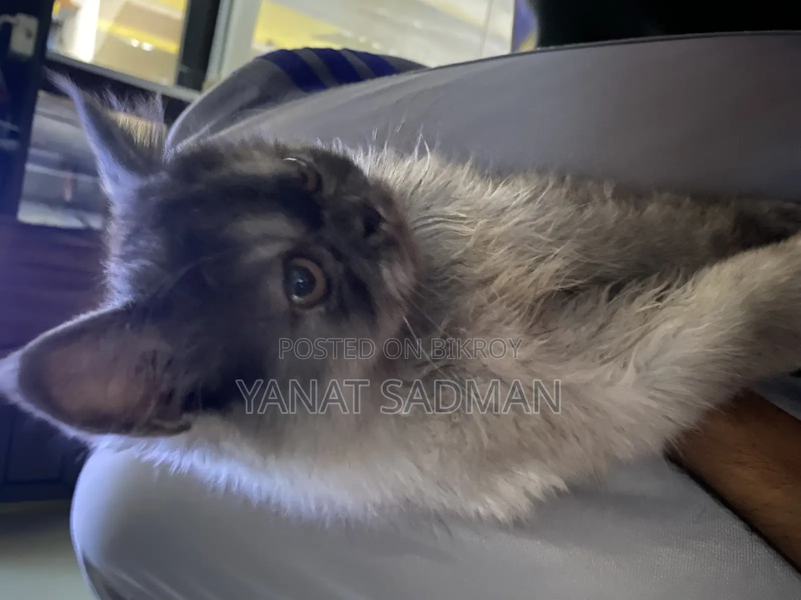 1-3 Months Female Purebred Persian