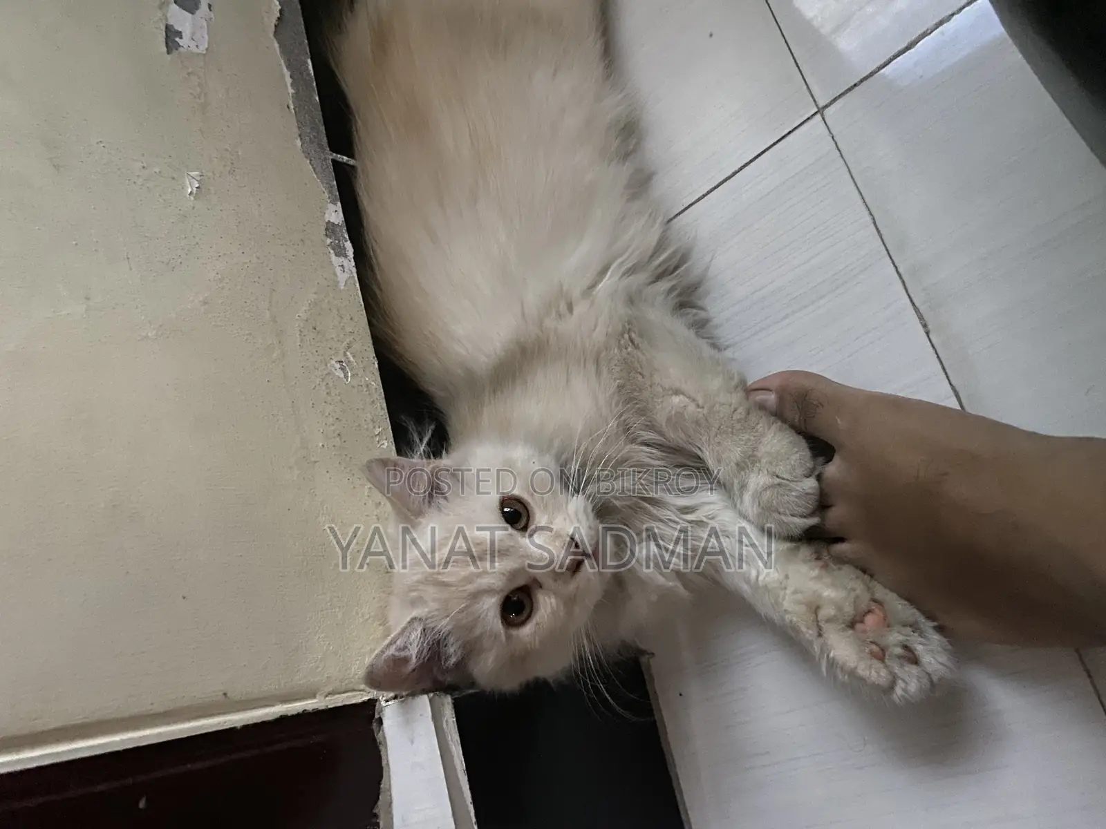 1-3 Months Female Purebred Persian