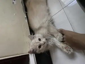 1-3 Months Female Purebred Persian