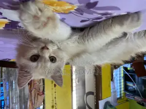 1-3 Months Female Purebred Persian