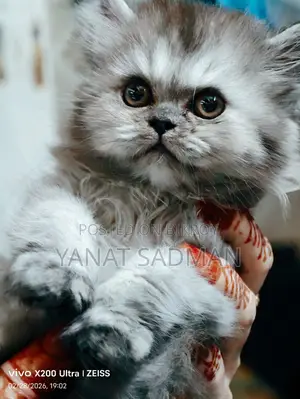 1-3 Months Female Purebred Persian
