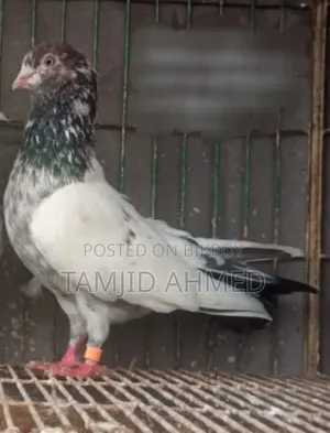 Giribaz Male Pigeon
